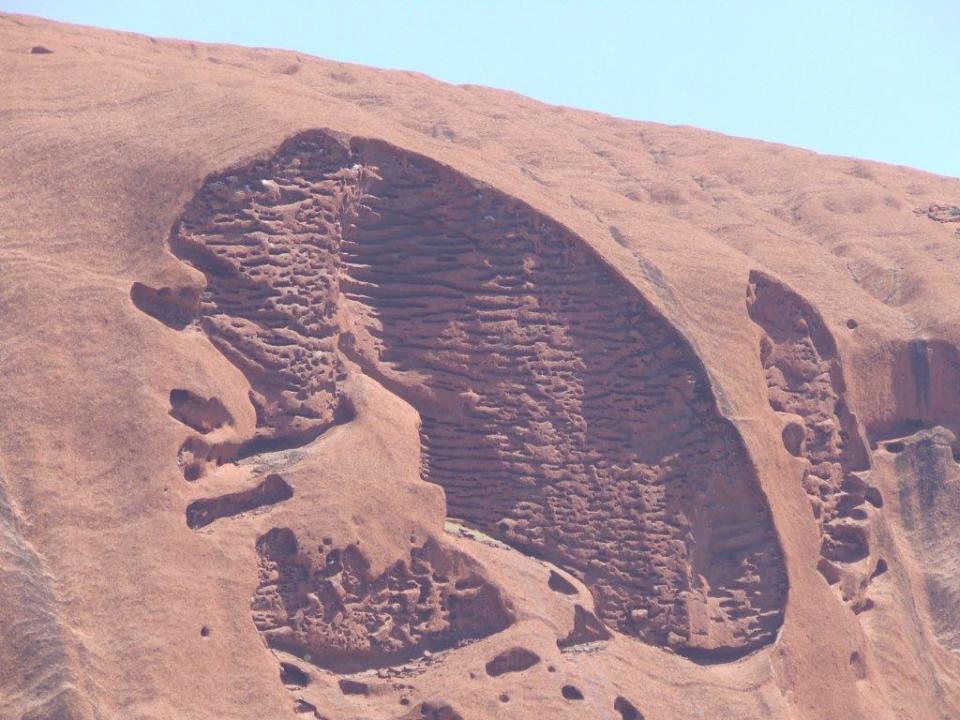 Ayers_Rocks_Cane_toad